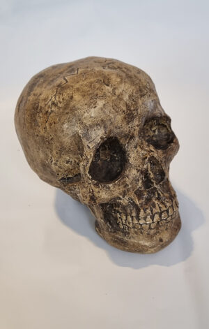 Cráneo estoico Paraguay